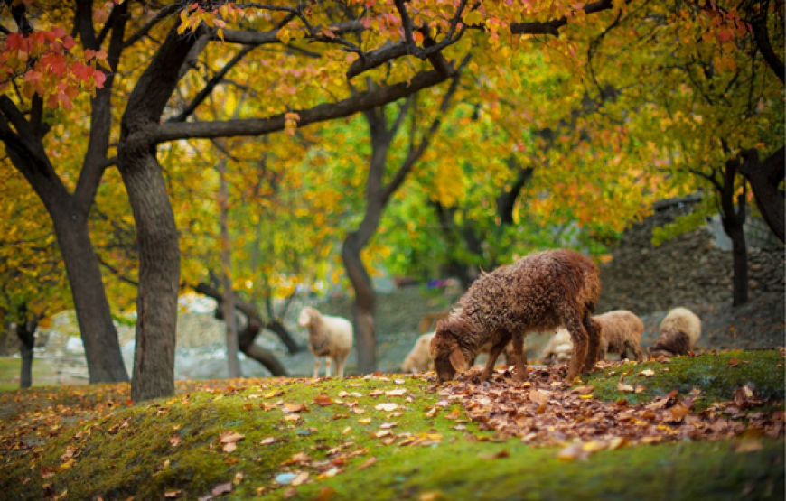 6 Days Private Tour to Skardu, Deosai & Shangrila Lake